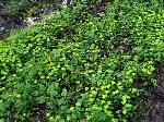   (Chrysosplenium alternifolium L.)