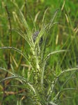   (Cirsium palustre (L.) Scop.)