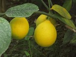  (Citrus limon (L.) Burm. f.)
