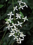 �������� ������������ (Clematis mandshurica Rupr.)