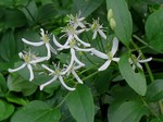 �������� ������ (Clematis recta L.)