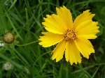  (Coreopsis sp.)