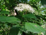 ����� �������-������� (Cornus sanguinea L.)