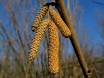 ������ ������������ (Corylus avellana L.)
