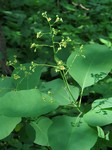 ������� ���������� (Cotinus coggygria Scop.)