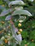 ��������� ���������� (Cotoneaster soongoricus (Regel & Herder) Popov)