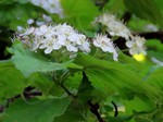 ��������� ����������� (Crataegus chlorosarca Maxim.)