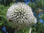   (Echinops sphaerocephalus L.)