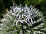   (Echinops sphaerocephalus L.)