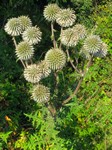   (Echinops sphaerocephalus L.)