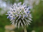   (Echinops sphaerocephalus L.)