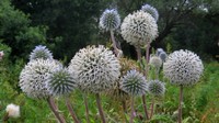   (Echinops sphaerocephalus L.)