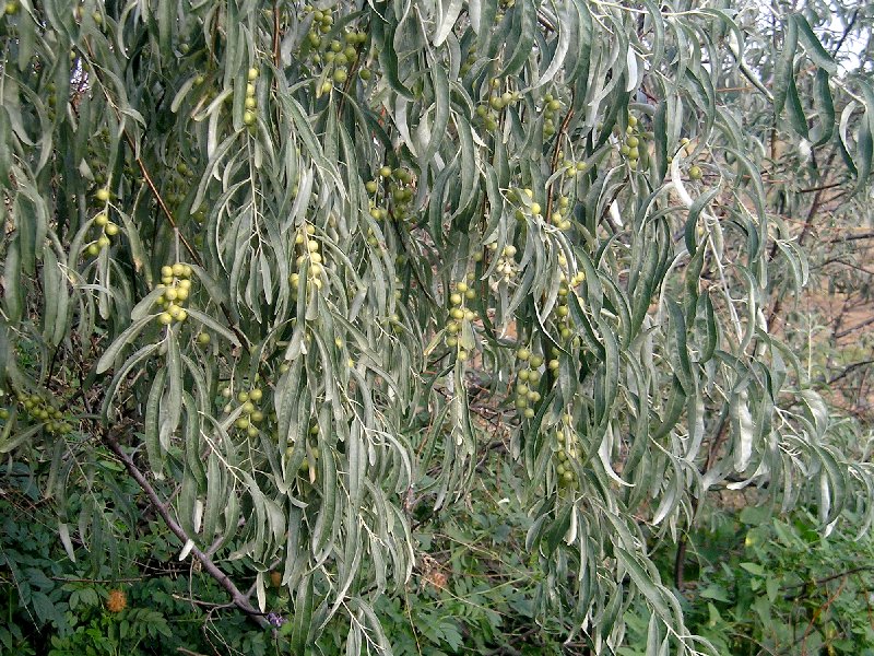 Elaeagnus_angustifolia_2.jpg