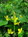   (Epimedium colchicum (Boiss.) Trautv.)