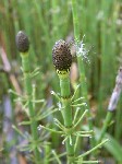   (Equisetum fluviatile L.)