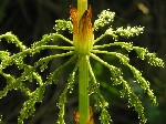  (Equisetum sylvaticum L.)