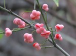 ��������� ����� (Euonymus maackii Rupr.)