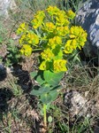   (Euphorbia agraria M.Bieb.)