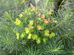   (Euphorbia cyparissias (L.) Scop.)