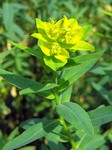   (Euphorbia palustris L.)