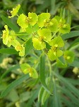   (Euphorbia virgata Waldst. & Kit.)