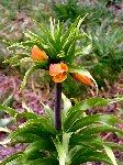   (Fritillaria imperialis L.)