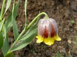  (Fritillaria michailowskyi Fomin)