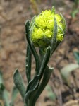   (Helichrysum arenarium (L.) Moench)