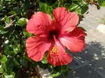   (Hibiscus rosa-sinensis L.)