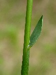   (Hierochloe odorata (L.) Beauv.)