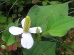   (Houttuynia cordata Thunb.)