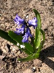   (Hyacinthus orientalis L.)