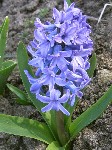   (Hyacinthus orientalis L.)