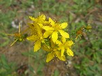   (Hypericum perforatum L.)