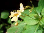 Недотрога мелкоцветковая (Impatiens parviflora DC.)