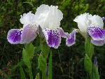  ,   (Iris x Hybrida hort.)