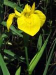   (Iris pseudacorus L.)