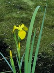   (Iris pseudacorus L.)