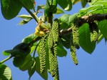���� �������������� (Juglans ailanthifolia Carriere)