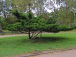   (Juniperus chinensis L.)