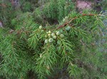   (Juniperus communis L.)