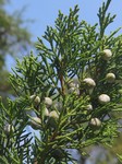   (Juniperus virginiana L.)
