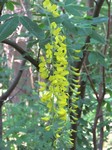 �������� ������������� (Laburnum anagyroides Medik.)