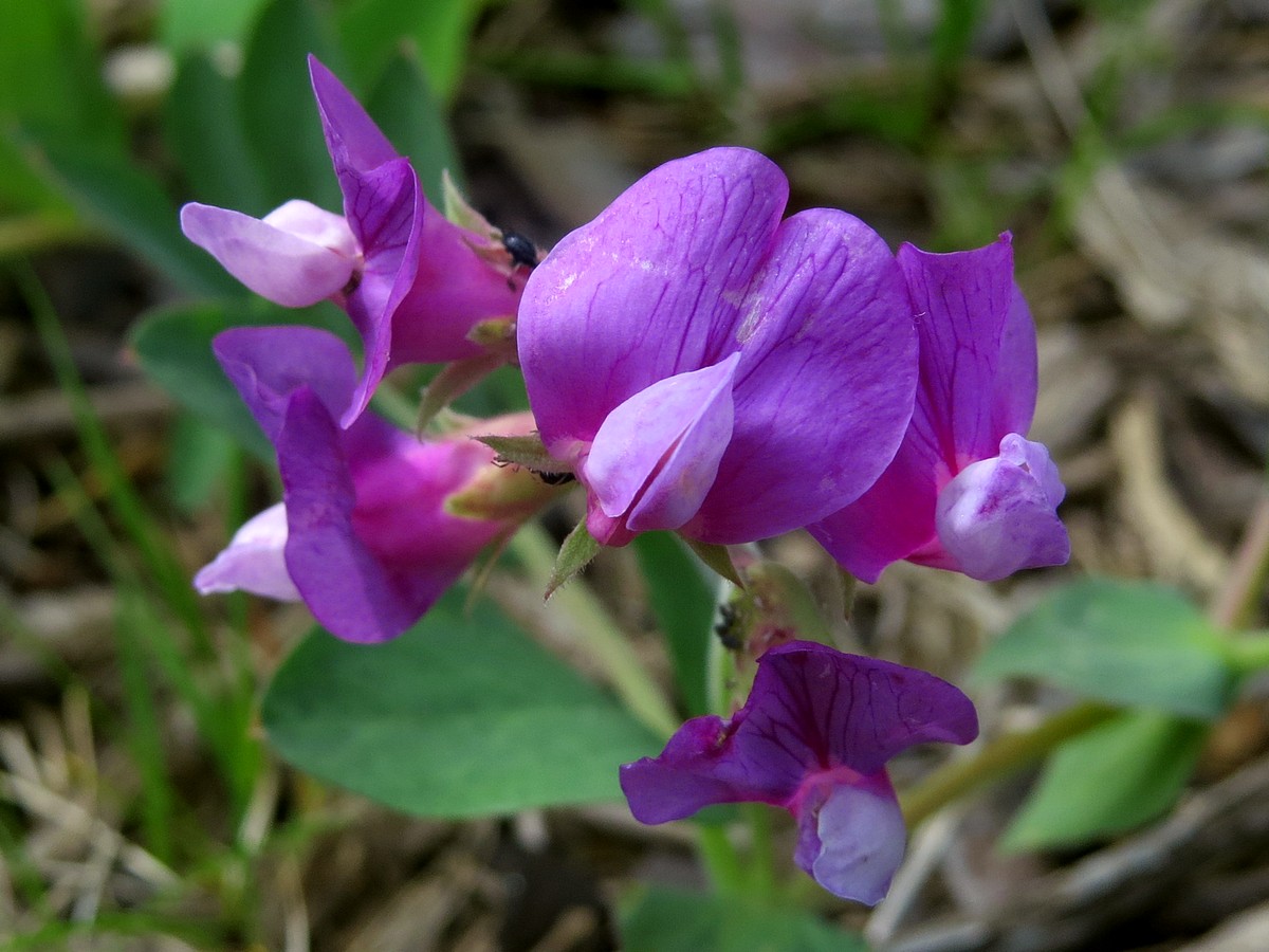 Чина Приморская Lathyrus maritimus