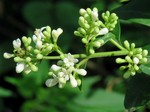 �������� ����� (Ligustrum ibota Siebold)