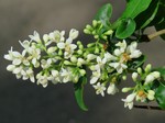 �������� ������������ (Ligustrum vulgare L.)