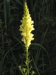   (Linaria vulgaris Mill.)