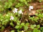   (Linnaea borealis L.)