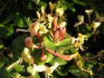 Жимолость каприфоль (Lonicera caprifolium L.)