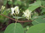   (Lonicera xylosteum L.)
